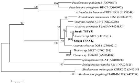 Fig. 1. Neighbor-joining tree reconstructed using MEGA v7 to identify the phylogenetic placement of Azoarcus sp