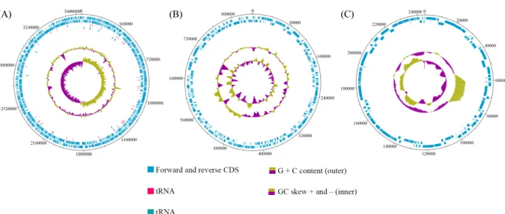 Fig. 1. Circular map of contig 1 (A, chromosome), contig 2 (B, plasmid 1), and contig 3 (C, plasmid 2)