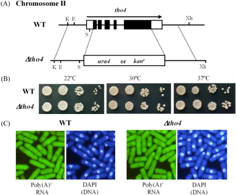 Fig. 1.  S. pombe tho4 is not essential for growth and mRNA export. (A) A schematic represents the wild-type tho4 allele and the deletion allele (Δtho4) on  chromosome II in  S