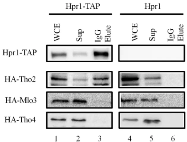 Fig. 4. No association of Hpr1 with Mlo3 and Tho4 in  S. pombe extracts. 