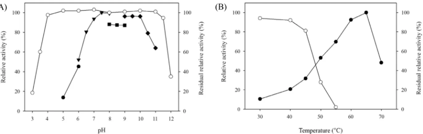 Fig. 3. SDS-PAGE of the purified HtManC from recombinant  E. coli. 