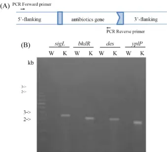 Fig. 1. Identifiation of sigL,  bkdR,  des and yplP deletion mutants. (A)  Confirmation of deletion of yplP, sigL, bkdR, and des by PCR analysis