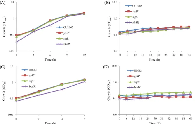 Fig. 3. Effects of yplP, sigL, and bkdR single gene deletion on growth of B. subtilis strains CU1065 (WT), JH642 (WT), and yplP - , sigL - , bkdR -  at different  temperature