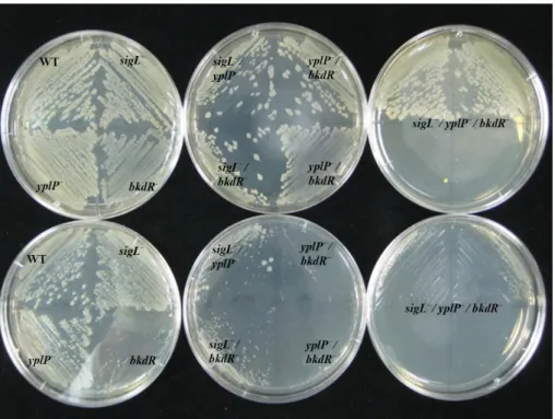 Fig. 4. Effects of yplP, sigL, and bkdR single, double and triple gene deletions on growth of B