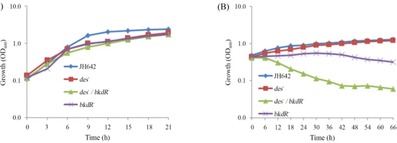 Fig. 6. Adaptation of bkdR deleted strain of B. subtilis JH642 to cold shock  in liquid SMM medium with Ile and Val amino acids