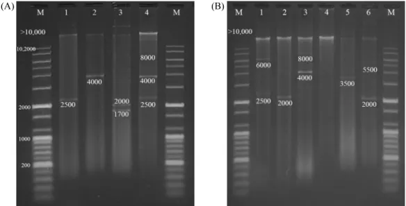 Fig. 1. Four plasmid profiles among influents (A) and six in effluents (B). Numbers (1-6) and the letter ‘M’ indicate different isolates and DNA ladder,  respectively.