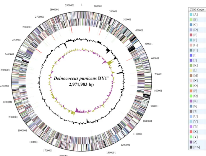 Table 1.  General features of Deinococcus puniceus DY1
