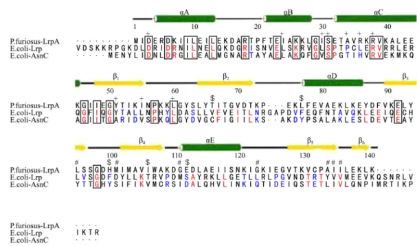 Fig. 1. Secondary structure of three domains of Lrp. The positions of the  E. coli Lrp DNA binding mutants, activation mutants and leucine response mutants  are indicated by the symbols +, $ and #, respectively (Barton, 1993; Parry-Smith  et al., 1998)