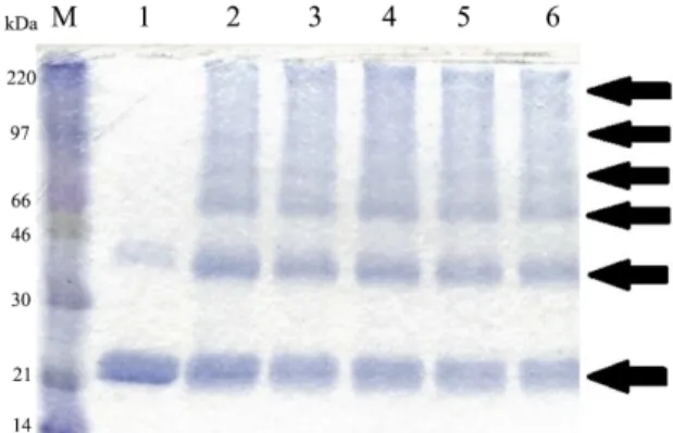 Fig. 2. SDS-PAGE analysis of Lrp protein after the final step of purification. 