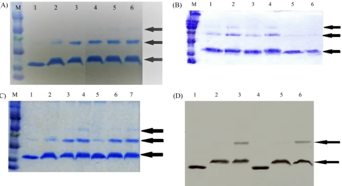 Fig. 4. Crosslink experiment of Lrp with 1,2,3,4-diepoxy-butane (DEB). (A) Effect of DEB concentration on the forming of multimeric Lrp