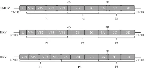 Fig. 1. Schematic representation of the genomic organization of FMDV, BRV, and HRV genomes is shown with the individual protein coding regions boxed  and shaded gray