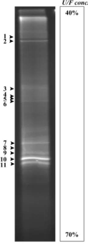Fig. 1. DG-DGGE profiles based on 16S rRNA gene generated from the  Korean traditional post-fermented tea (Chungtaejeon)