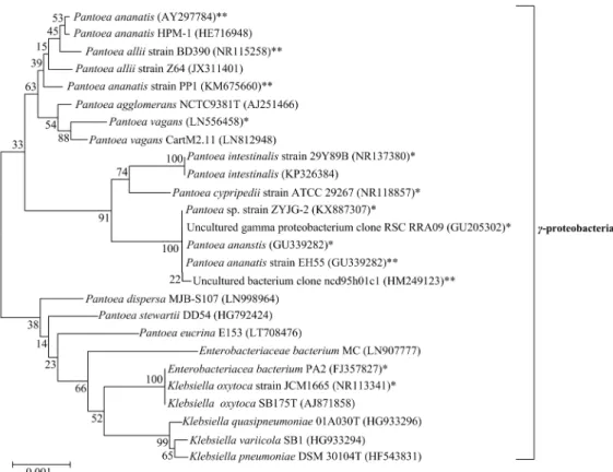 Fig. 3. Phylogenetic tree based on 16S rRNA gene sequence using the neighbor-joining methods showing the Korean traditional post-fermented tea  (Chungtaejeon)