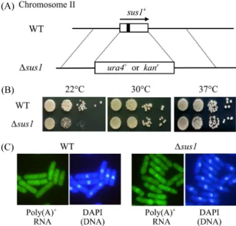 Fig. 1. Deletion of S. pombe sus1 caused the cold-sensitive defects of  growth and mRNA export