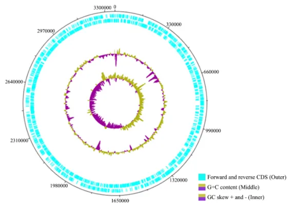 Fig. 1.  Circular map of the Nitratireductor sp. RR3-28. Marked characteristics are shown from outside to the center: CDS on forward strand, CDS on reverse  strand, GC content, and GC skew.