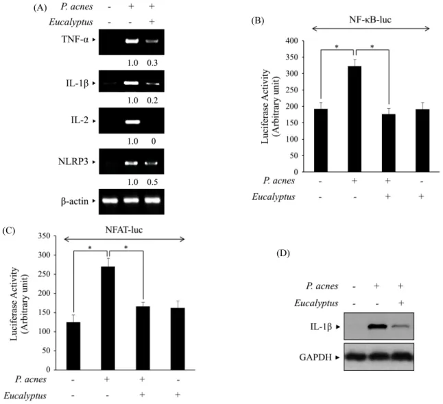 Fig. 4. Eucalyptus globulus extracts prevent P. acnes-induced inflammation signaling pathways