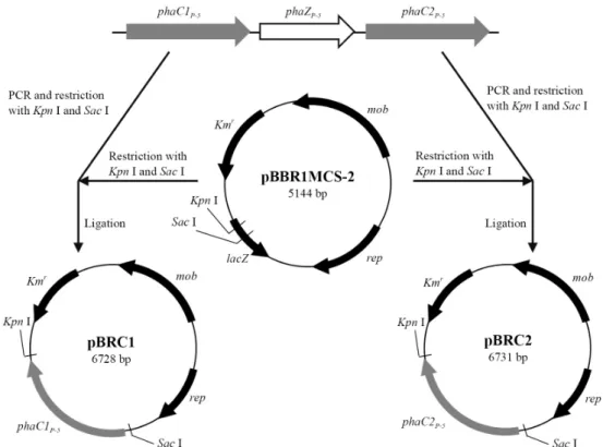 Fig. 1. Construction and restriction maps of plasmids pBRC1 and pBRC2. 하여 수득하고, -20°C에서 얼린 뒤, 동결건조기로 하룻동안  건조시켜서 측정하였다