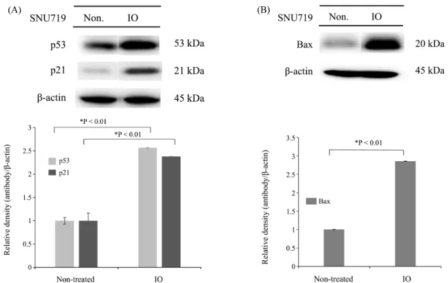 Fig. 2. Expression of p53, p21 and Bax in tumor tissues from mice implanted with EBV+ human gastric carcinoma (SNU719)