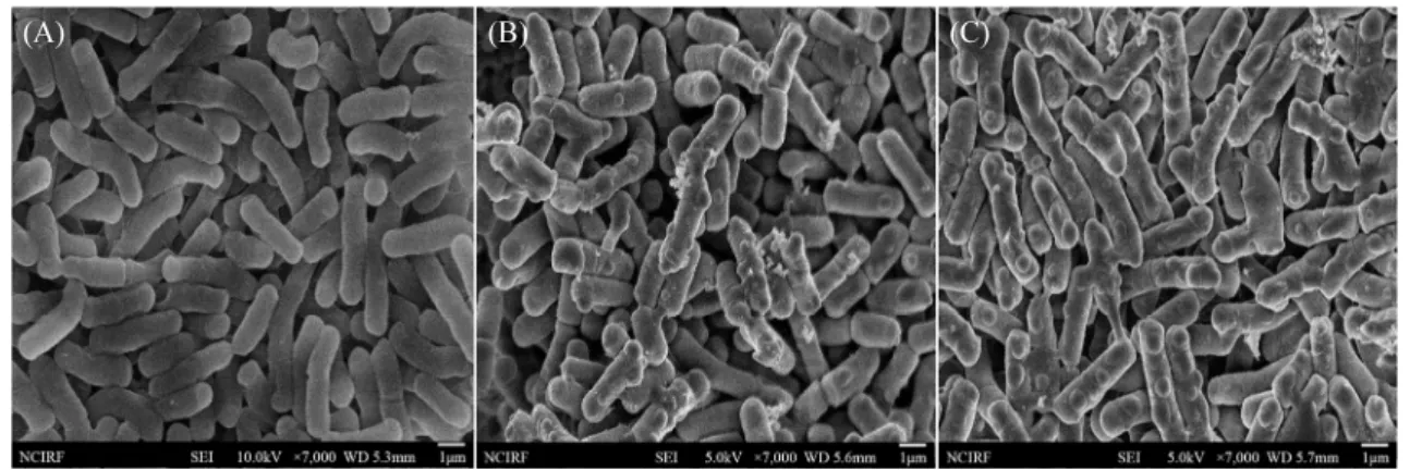 Fig. 3. Scanning electron micrographs of  Bacillus cereus MH-2. (A) untreated cells, (B) cells treated with 2,000 μg/ml EGCG for 2 h, and (C) cells treated  with 2,000  μg/ml EGCG for 8 h.