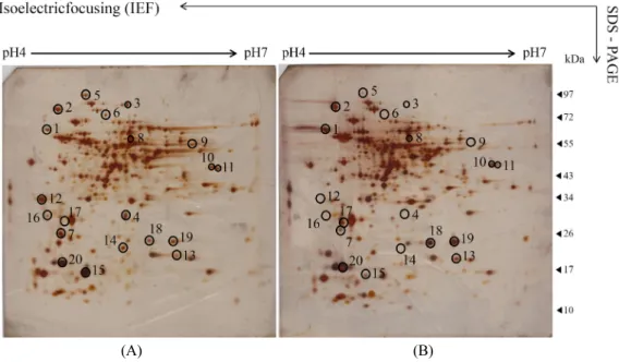 Fig. 6. Two-dimensional gel electrophoresis pattern of total  Bacillus cereus MH-2 proteins in Luria-Bertani broth without EGCG (A) or in the presence of  2,000 μg/ml EGCG for 2 h (B)