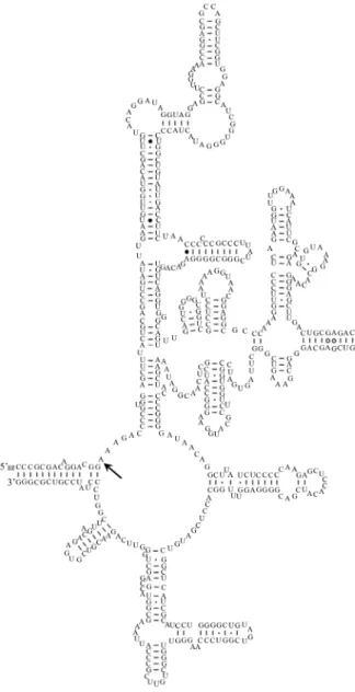 Fig. 1. Schematic diagram of  Bacillus subtilis domain V. The 583-nt  domain V (nucleotide 2043 to 2625, E