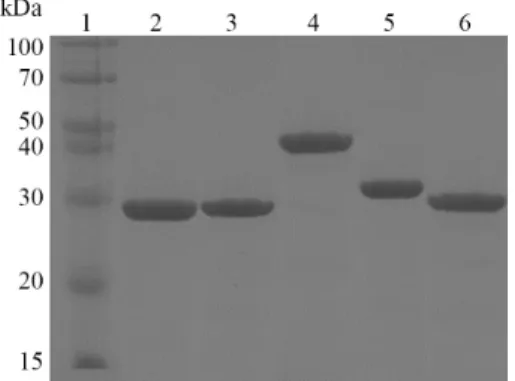 Fig. 3.  Synthesis of domain V RNA transcripts. The whole domain V of  23S rRNA (666nt) were prepared by in vitro T7 transcription system