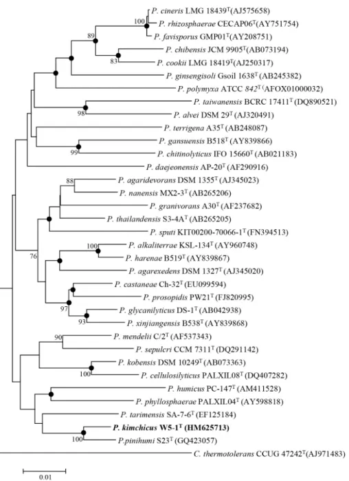 Fig. 1. Neighbour-joining tree based on 16S rRNA gene sequences showing the phylogenetic relationship of W5-1 T  within the  Paenibacillus