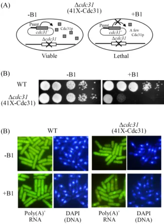 Fig. 1. Repression of cdc31 expression caused the defects of both growth  and mRNA export