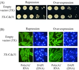 Fig. 2. Over-expression of cdc31 caused the increase in cell length. (A)  Haploid wild-type (AY217) cells carrying the pREP3X plasmid (empty  vector) or pREP3X-Cdc31 (3X-Cdc31) were monitored by spot assay for  3 days at 30°C in repressed or over-expressed