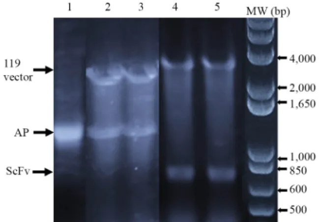Fig. 2. DNA gel analysis of hAY4 ScFv,  Escherichia coli alkaline  phosphatase and hAY4-ScFv cloned into pUC 119 expression vector.