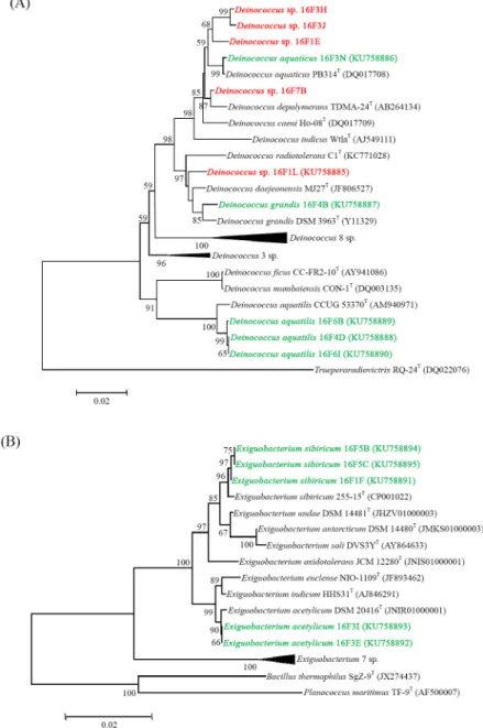 Fig. 1. Phylogenetic Neighbor-joining tree based on comparison of the 16S rRNA gene sequences of bacteria isolated from the gamma-radiated water sample  of Han River and representatives of three phylum (A, Deinococcus-Thermus; B, Firmicutes; C, Bacteoidete