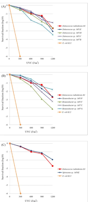 Fig. 2. Survival rates of (A) Deinococcus sp. 4 strains (16F1E, 16F3H,  16F3J, 16F7B), (B)  Hymenobacter sp
