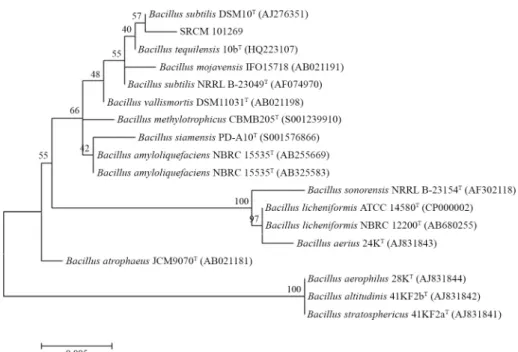 Fig. 1. Phylogenetic tree based on 16S rRNA gene sequence of strain SRCM 101269. All the sequences used here were from Bacillus type strains