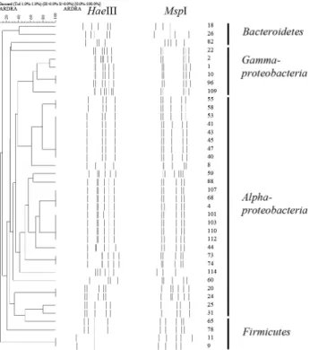 Fig. 1. Dendrogram showing the 16S rRNA gene-ARDRA profiles and the  relationship among bacterial strains isolated from the marine sponge,  Halichondria panacea.