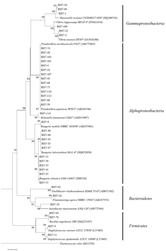 Fig. 3. Phylogenetic relationship was determined by the 16S rRNA gene sequences of the isolated bacterial strains from the marine sponge, Halichondria  panicea (RH)