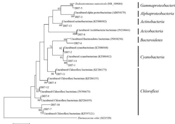 Fig. 4. Phylogenetic tree from analysis of 16S rRNA gene sequences of DGGE bands from Halichondria panicea (DH)