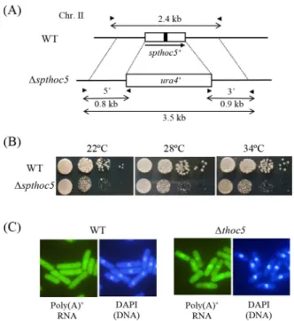 Fig. 2. Localization of spThoc5 protein fused to GFP. spThoc5 was tagged  with GFP at its carboxyl-terminus (spThoc5-GFP)
