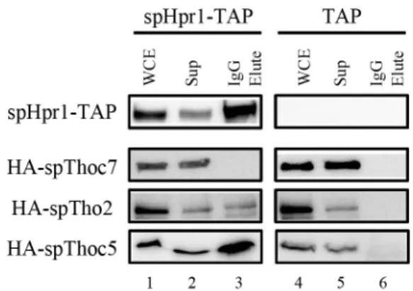 Fig. 3. Association of spThoc5 with spHpr1 in  S. pombe extracts. The  spHrp1-Tap and Tap (control) cells were transformed with HA-spTho2,  HA-spThoc5, and HA-spThoc7 plasmids, respectively