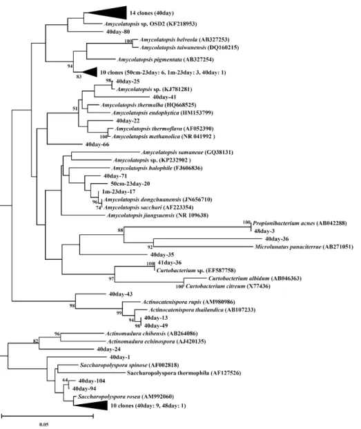 Fig. 3. Phylogenetic tree of actinobacterial 16S rRNA genes identified from the composting process