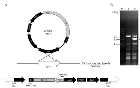 Fig. 1. Recombinant plasmid pPIC9K-hLfN and integration into the chromosome of  P. pastoris