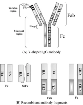 Fig. 1. Schematic diagram of IgG antibody (panel A) and its recombinant  antibody fragments (panel B).