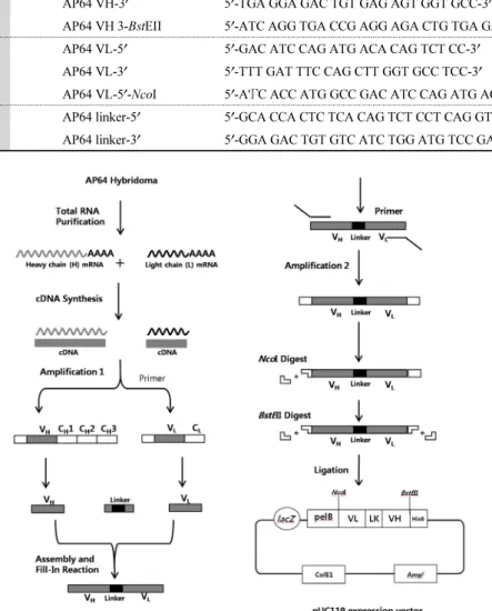 Fig. 2. Schematic outline for the gene construction of recombinant ScFv. The total RNA was extracted from AP64 hybridoma