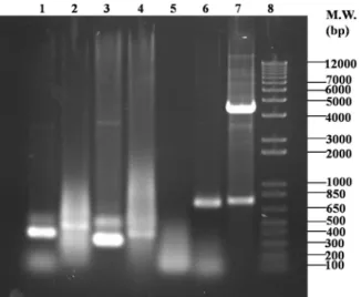 Fig. 3. PCR analysis of AP64 V H , V L , and ScFv. The PCR products are  resolved on an 1% agarose gel and stained with ethidium bromide