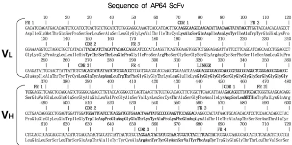 Fig. 4. Nucleotide sequences of recombinant ScFv gene. Each complementarity-determining regions (CDRs) and framework regions (FRs) are determined  in V L  and V H  by Kabat numbering (Kabat, 1991)
