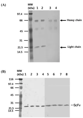 Fig. 7. Comparison of antigen binding activity of AP64 IgM parental  antibody and recombinant ScFv protein