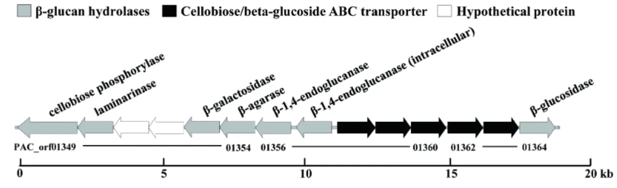 Fig. 3. SDS-PAGE analysis of Tpa-Glu. M, molecular weight marker.