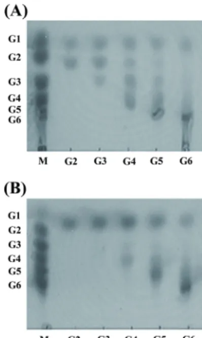 Fig. 5. The hydrolytic activities of Tpa-Glu toward  β-1,4- (A) and β-  1,3-linked (B) oligosaccharides were measured by thin-layer  chromato-graphy