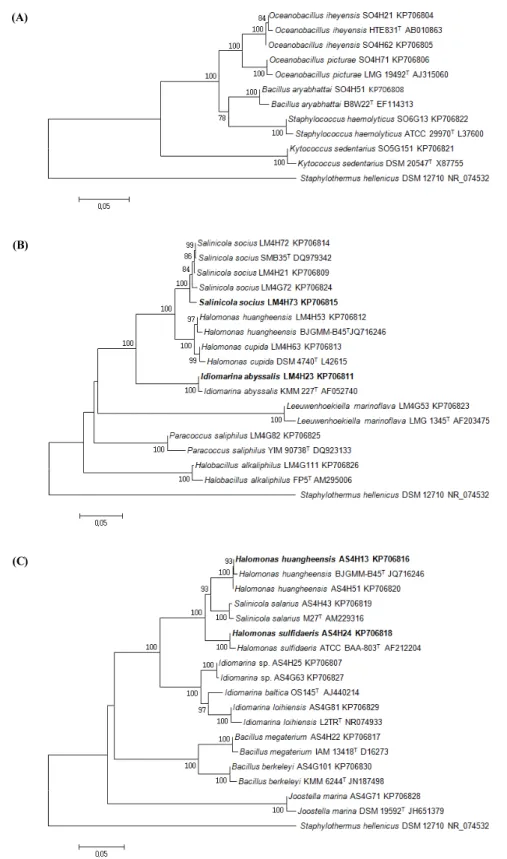 Fig. 2. Neighbour-joining phylogenetic tree based on partial 16S rRNA gene sequences showing the positions of marine bacteria and representatives of other  species related taxa