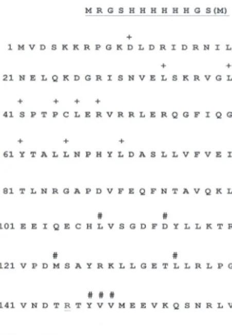 Fig. 1. Amino acid sequence of wild type Lrp protein. The positions  of the Lrp DNA binding mutants and leucine responsive mutants  indicated by the symbols + and #, respectively (She-pin et al., 2002; 