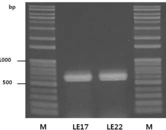Fig. 2. PCR amplication of the putative multicopper oxidase gene  of strains LE17 and LE22